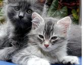 Kittens Names